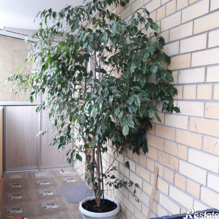 1-комн квартира бульвар Бориса Щербины, 14,  д. 14